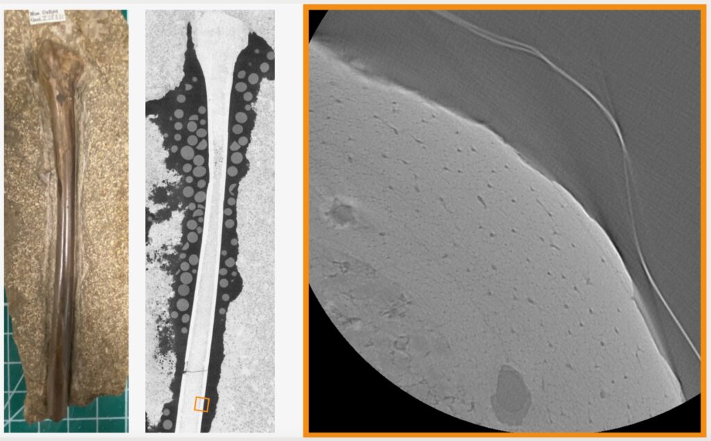 Previously unpublished images provided and described by Nathan Pili: 1) shows a normal photograph of the bone, and 2) is a macro CT scan of the whole bone. 3) is the orange square in 2), when we micro CT scanned it. The resolution on 2) is 50 micron pixel size, and 3) is a 2 micron pixel size, showing around 25 times more detail! (via Nathan Pili)